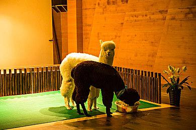 冲刺时机到了！《消逝的光芒：困兽》预购奖励惊喜升级